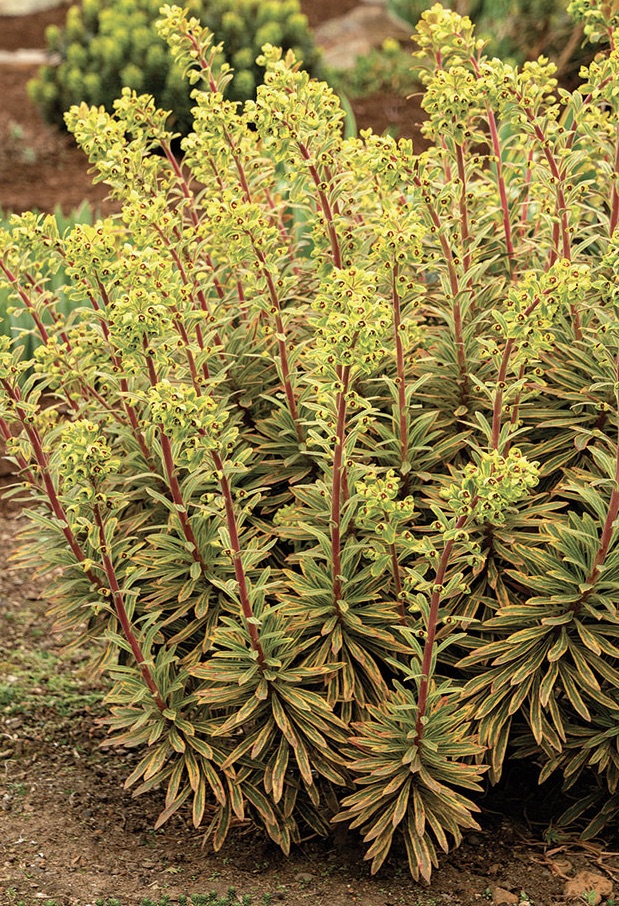 EUPHORBIA x martinii Ascot Rainbow