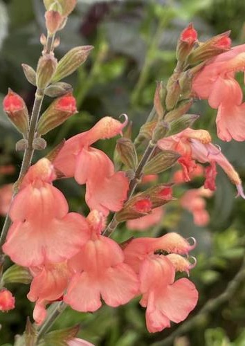 SALVIA california Sunset