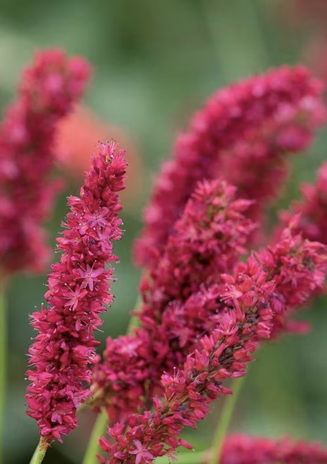 PERSICARIA amplexicaulis Fat Domino