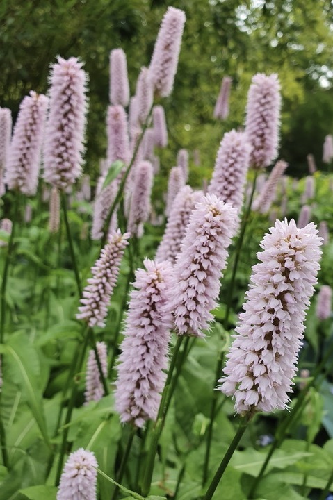 PERSICARIA bistorta Superba