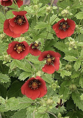 POTENTILLA x Hopwoodiana