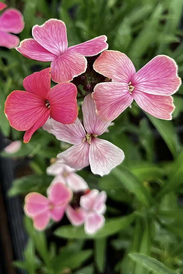 ERYSIMUM Audreys Pink