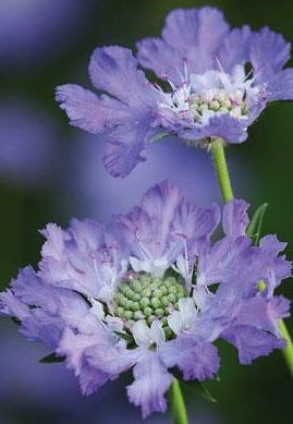 SCABIOUS caucasica Clive Greaves