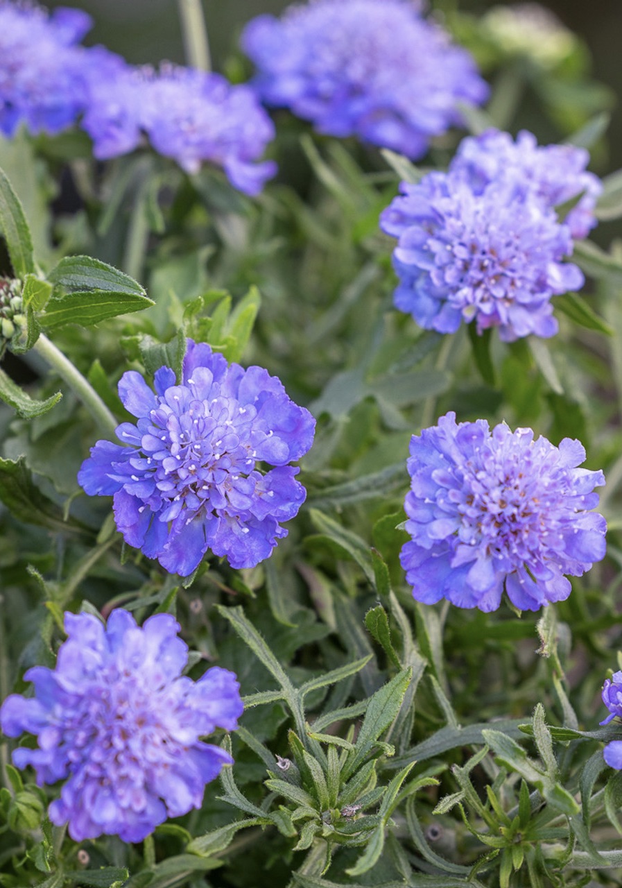 SCABIOUS Kudo Blue