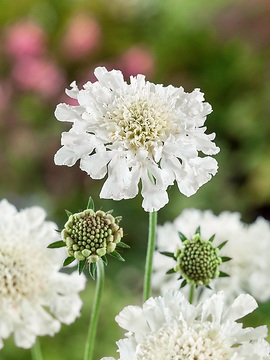 SCABIOUS Kudo White