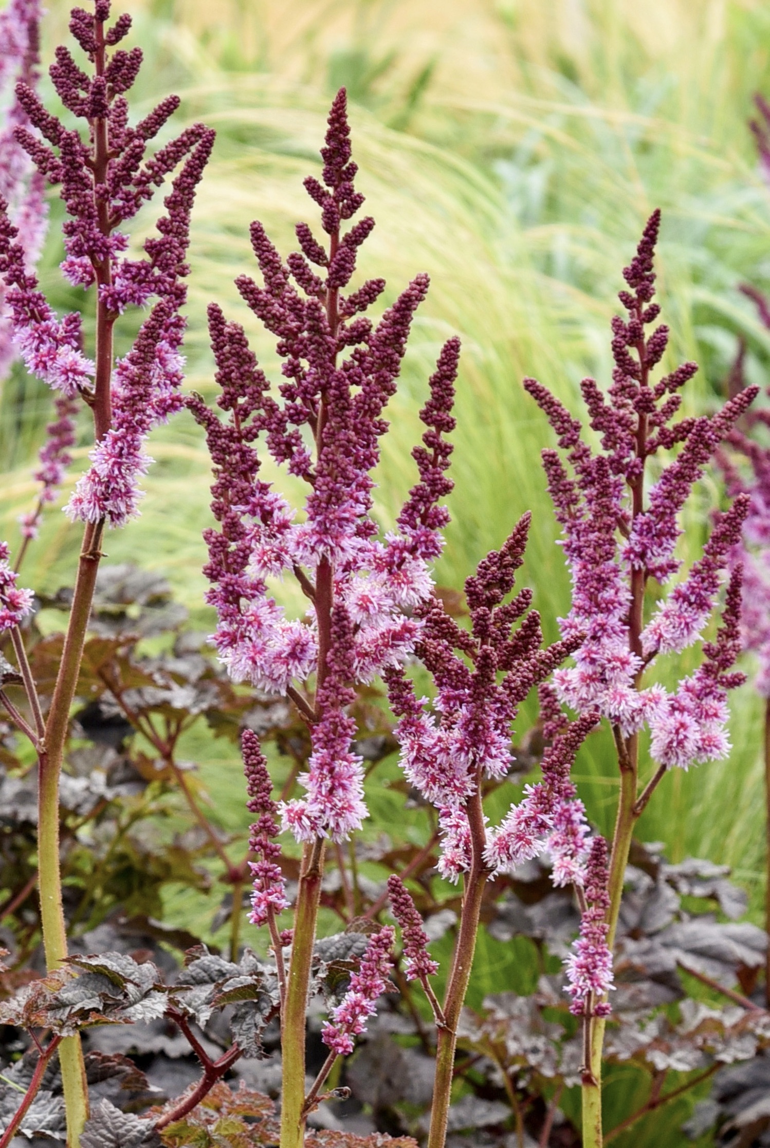 ASTILBE Dark side of the Moon