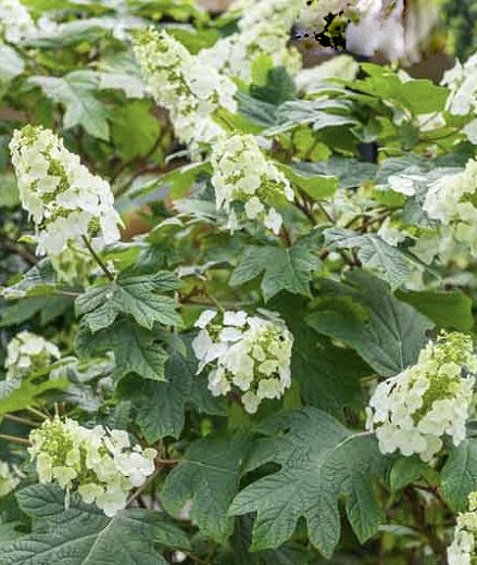 HYDRANGEA quercifolia Ice Crystal