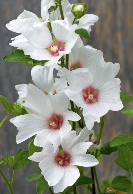 LAVATERA  Mary Hope