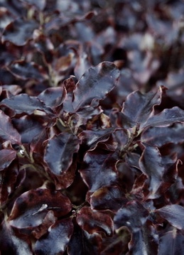 PITTOSPORUM Tom Thumb
