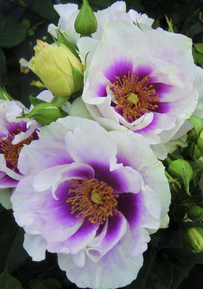 ROSA Eyes for you