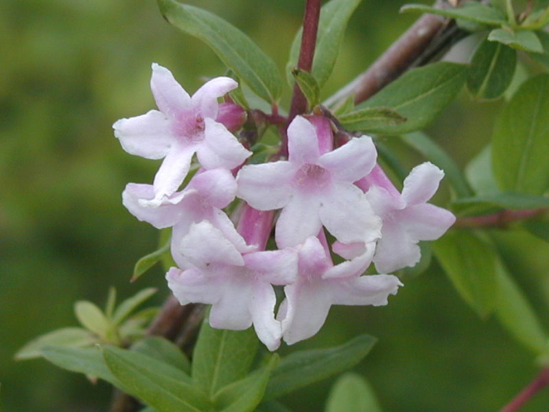 LONICERA syringantha