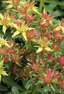 SEDUM middendorffiana striatum