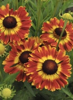 HELENIUM Fuego