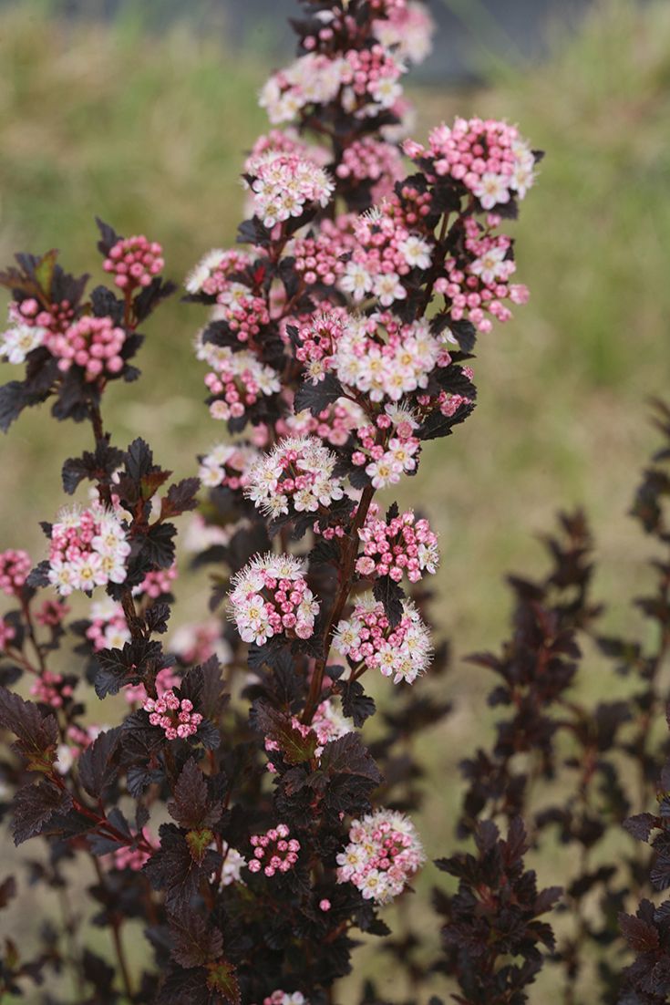 PHYSOCARPUS  Tiny Wine