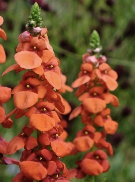 DIASCIA personata Orange form