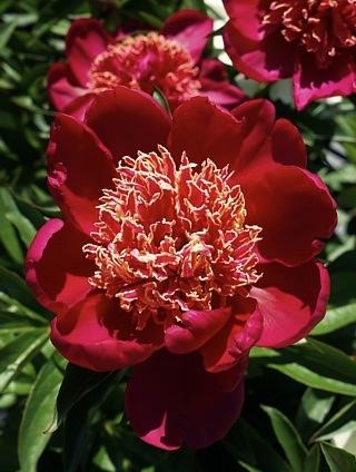 PAEONIA Sword Dance