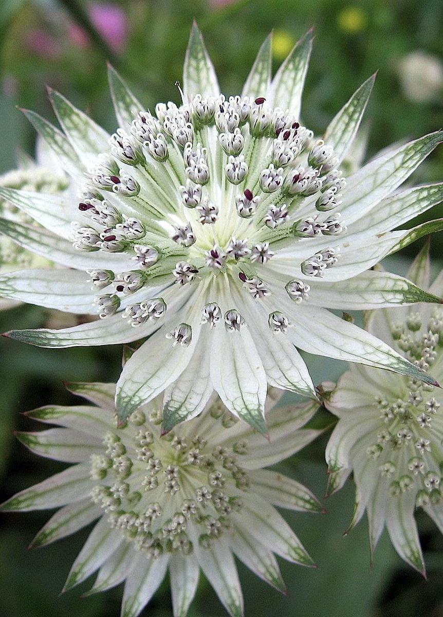 ASTRANTIA involucrata Shaggy