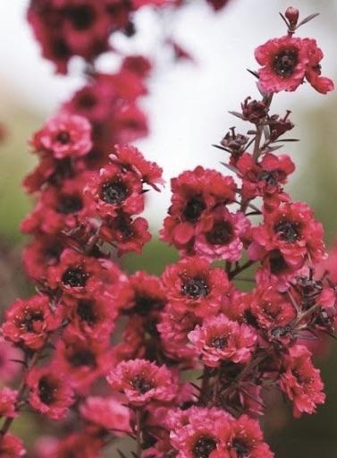 LEPTOSPERMUM Red Damask