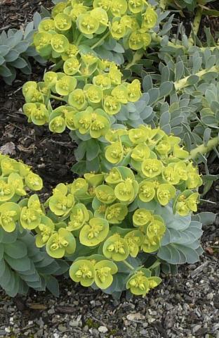 EUPHORBIA myrsinites