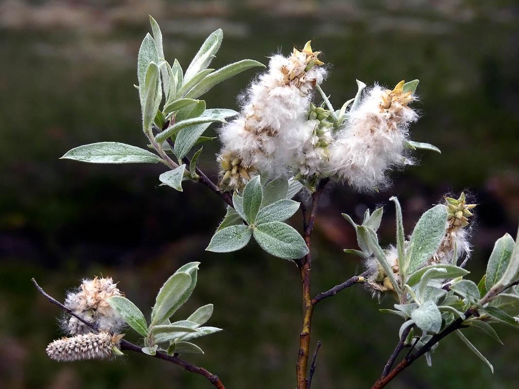 SALIX lapponum Compact