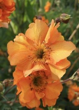 GEUM  Fireball