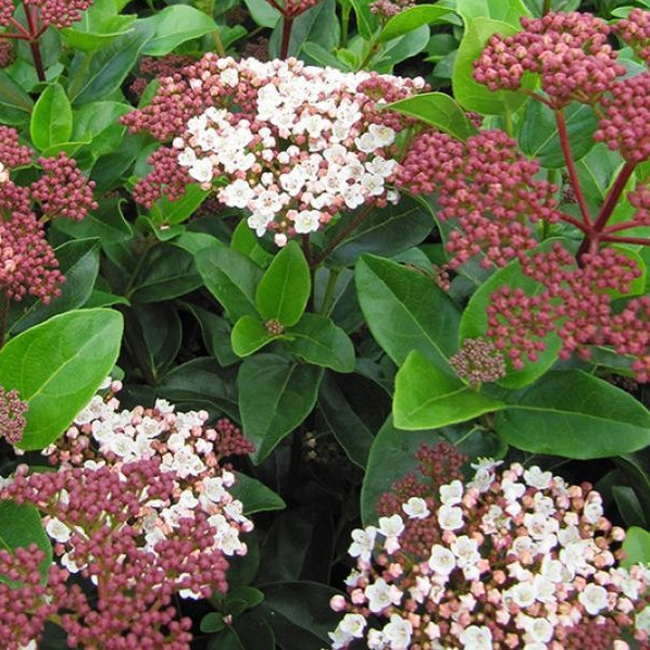 VIBURNUM tinus Gwenalin