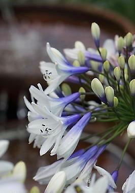 AGAPANTHUS africanus Twister