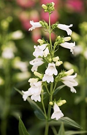 PENSTEMON  pensham  Arctic Fox