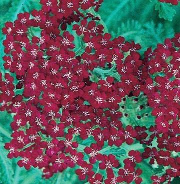 ACHILLEA Summerwine