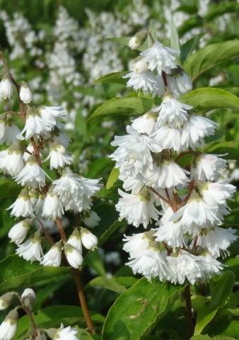 DEUTZIA Pride of Rochester