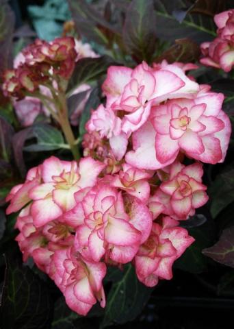 HYDRANGEA macrophylla Salsa