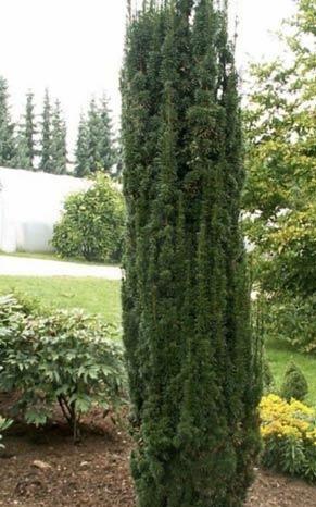 TAXUS  fastigata Robusta