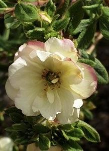 POTENTILLA fruiticosa Double Punch Cream