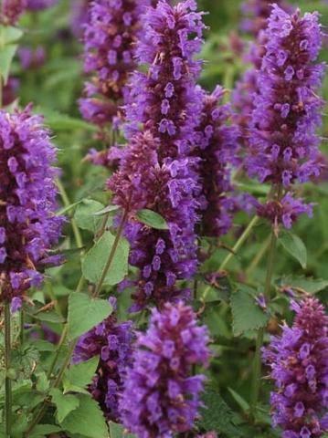 AGASTACHE Little Adder