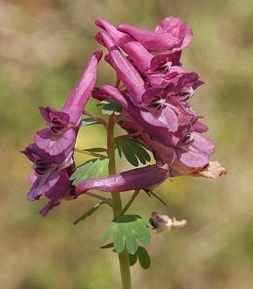 CORYDALIS brunneovaginiata