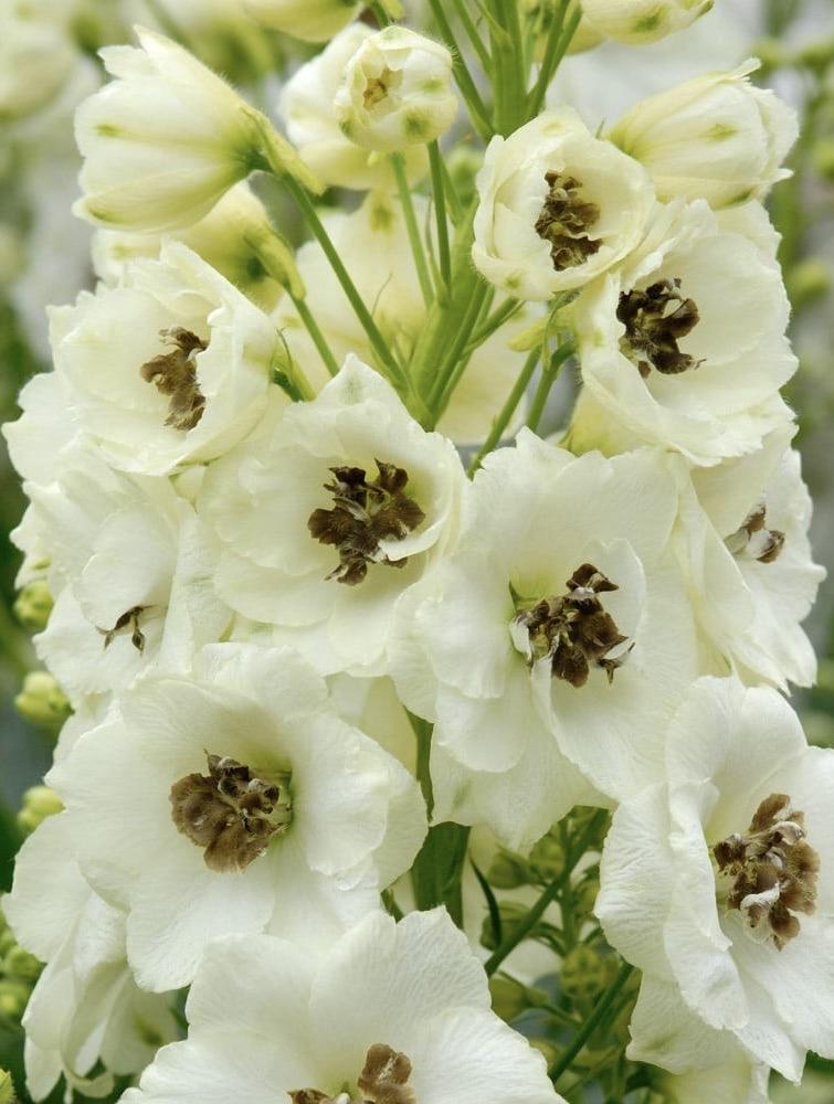 DELPHINIUM Celebration