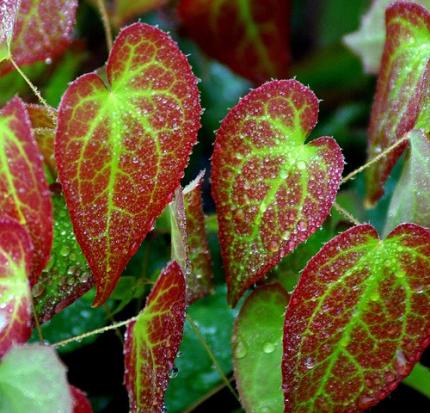 EPIMEDIUM  x rubrum