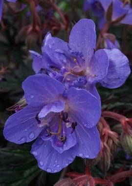 GERANIUM  Storm Cloud