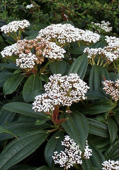 VIBURNUM davidii