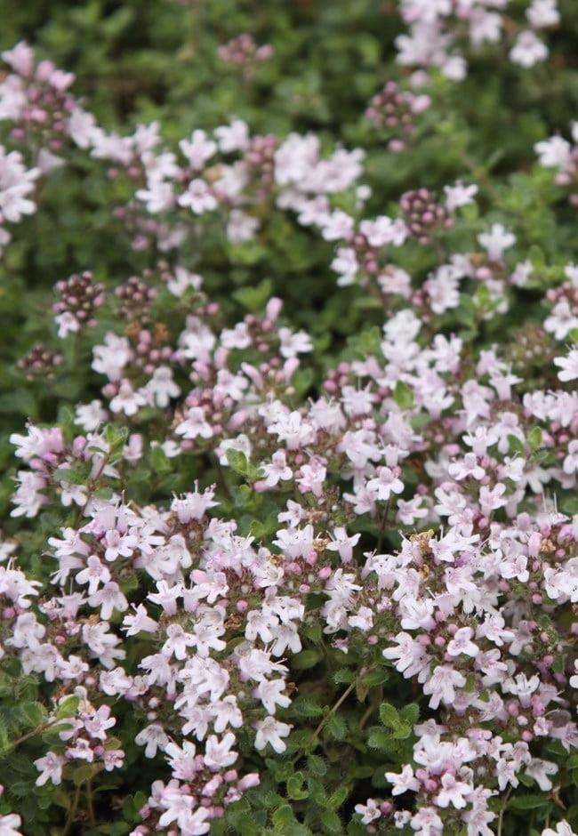 THYMUS  Pink Chintz