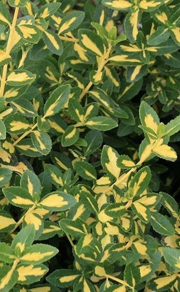 EUONYMUS japonicus Marieke