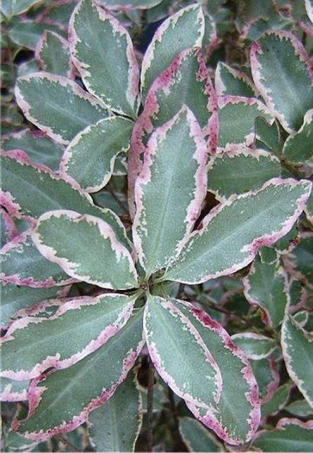 PITTOSPORUM tenuifolium Elizabeth