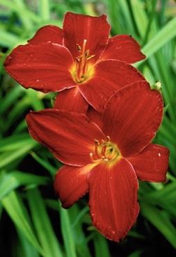 HEMEROCALLIS Stafford