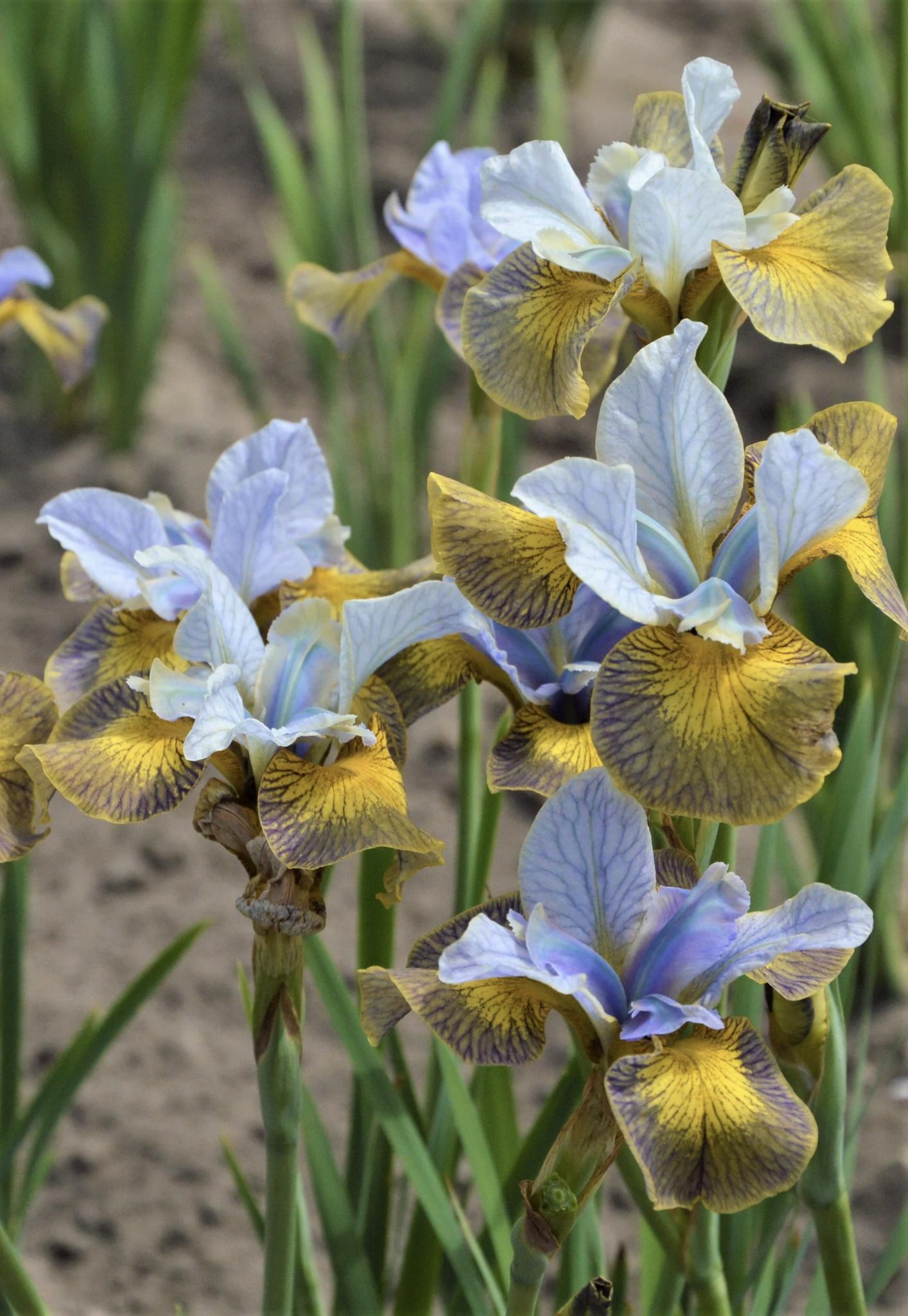 IRIS sibirica Peacock Butterfly Uncorked