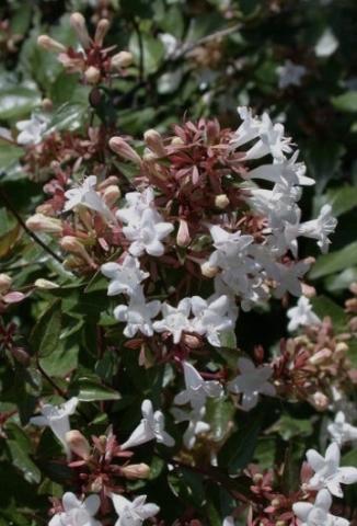 ABELIA x grandiflora