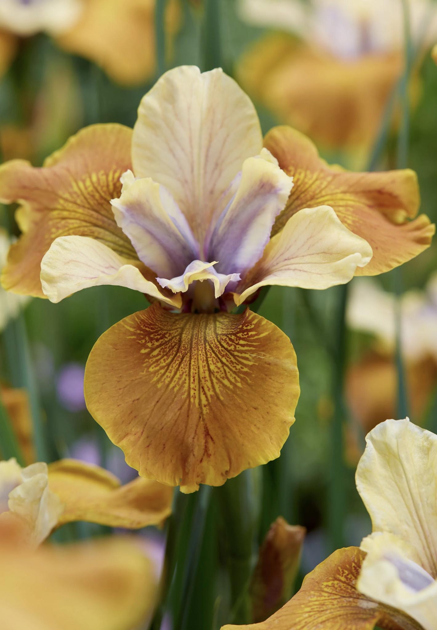 Iris siberia ‘Colonel Mustard’