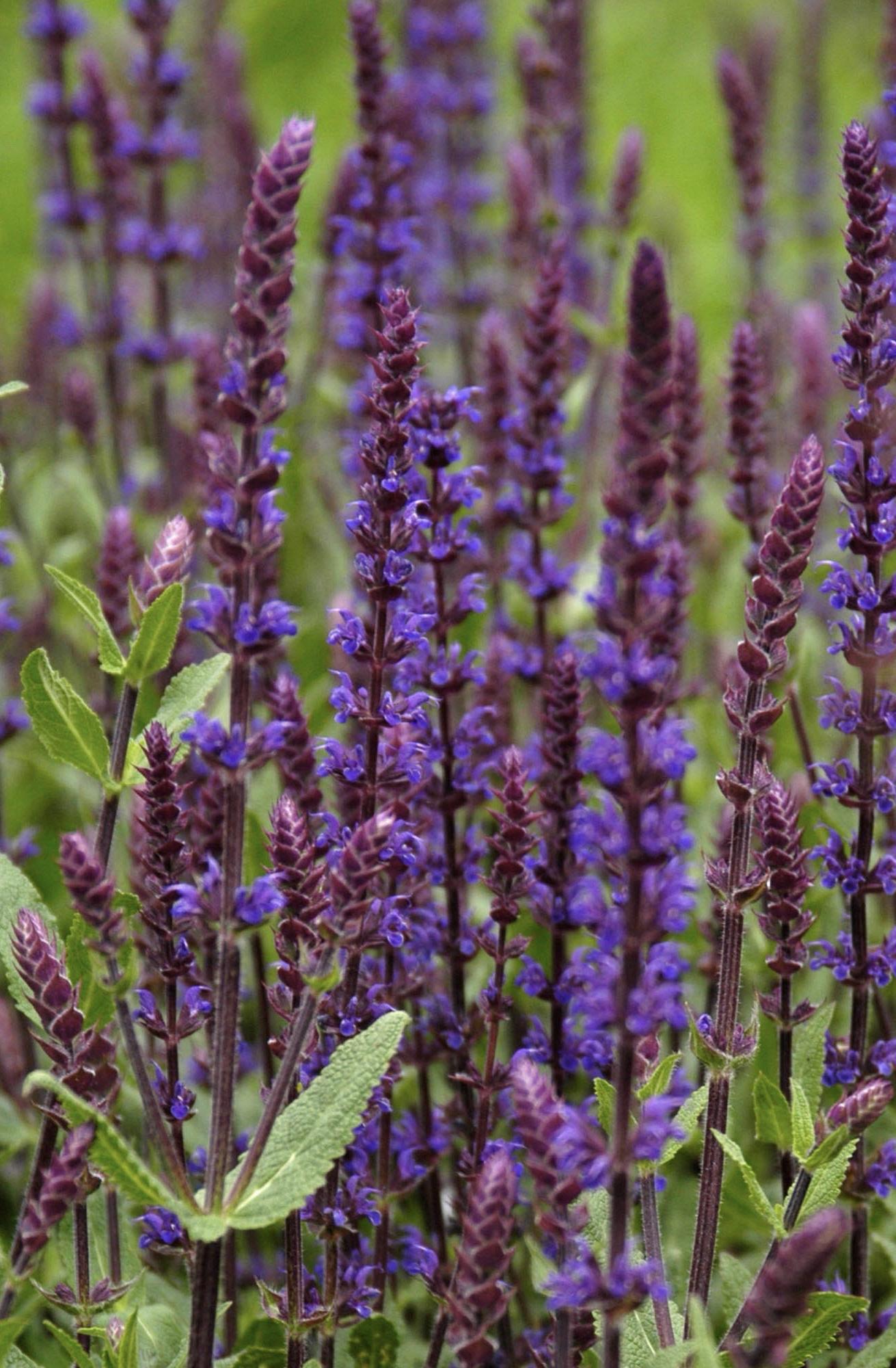 SALVIA nemerosa Caradonna