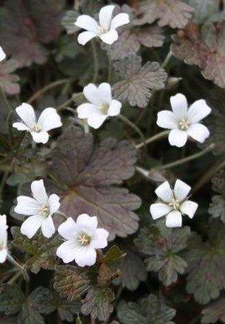 GERANIUM Sanne