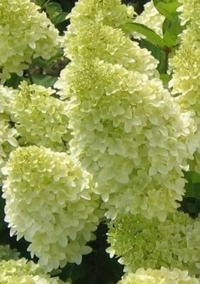 HYDRANGEA paniculata Limelight