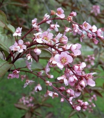 PRUNUS padus Colorata